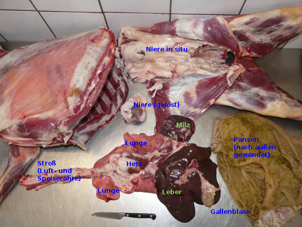 Abbildung eines Schlachtkörpers einer Ziege auf einem Edelstahltisch. Der Brustkorb der Ziege liegt am rechten Bildrand, in der Mitte ist der Bauchraum zu sehen, wobei die umgebende Haut weggeklappt ist. Vor dem Bauchraum der Ziege liegen die einzelnen Innereien beschriftet. Als Größenvergleich liegt ein normales kleines Küchenmesser davor.