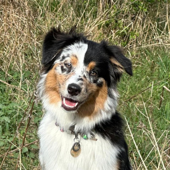 Die Tricolor-Hündin mit dem halb schwarzen, halb scheckigen Gesicht sitzt mit gestellten Ohren und leicht geöffnetem Fang vor einem Hintergrund aus hochgewachsenem halb-braunen Gras.