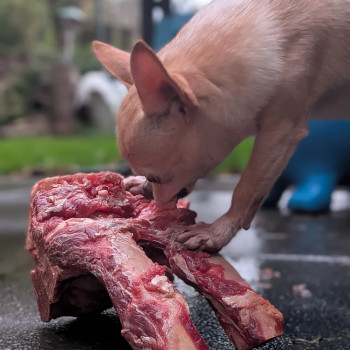 Der Chihuahua-Rüde Rudi steht mit beiden Vorderpfoten auf einem riesigen Knochenstück, das einem T-Bone-Stück ähnelt. Gleichzeitig zerrt er mit Elan an einem Fleischfetzen, den er davon ablösen möchte. Man sieht ihm förmlich die Energie und Begeisterung an, mit der er diesen Schatz bearbeitet.